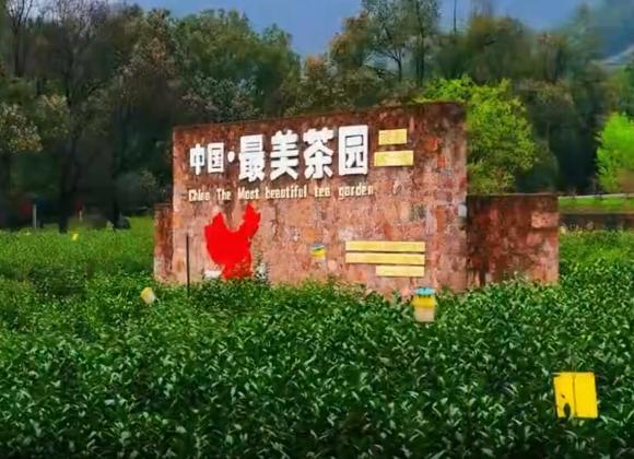 【游舒城】大家好，我是舒城小蘭花。這個(gè)春天，來(lái)舒城茶園，和我來(lái)一場(chǎng)美麗的邂逅