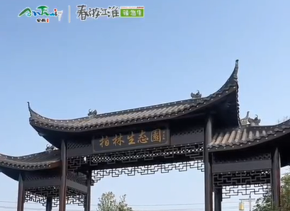 【舒城文旅】尋春而來(lái)～柏林生態(tài)園—舒城的春天怎能少了那一叢叢蒿子